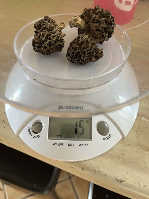 Trzy suszone smardze 15 gramów maj 2025