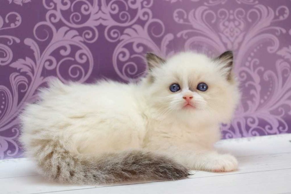 Кошеня/котик/красивий-РЕГДОЛЛ//Ragdoll
