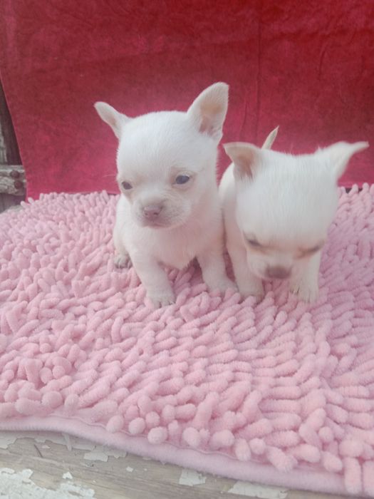 Белоснежные, супер чихуашки !!!