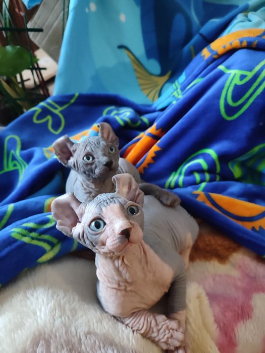 Продам котят канадский сфинкс