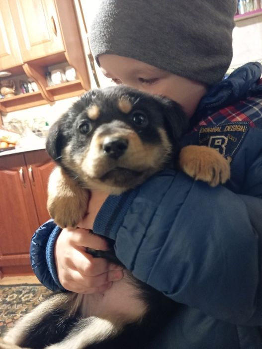 Отдам бесплатно собачек