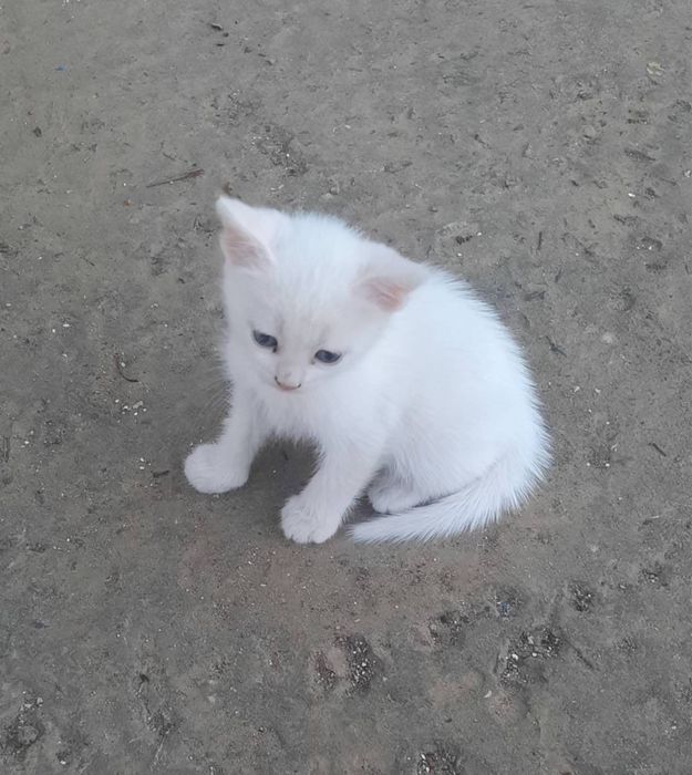 Котенок в поисках семьи