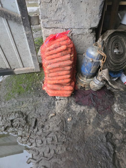 Ziemniaki i marchew ilosci hurtowe i detal