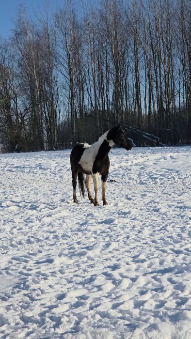 Srokata klacz wielkopolska prosto od hodowcy