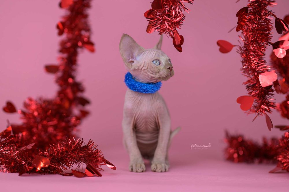 Kocurek point cynamonowy Drx