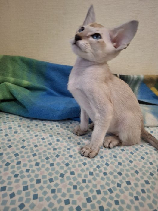 Орієнтальний   котик  сил табби поинт