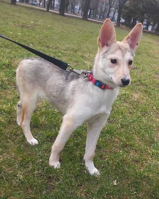 Метис Басенджи Корги | Цуценя | Щенок