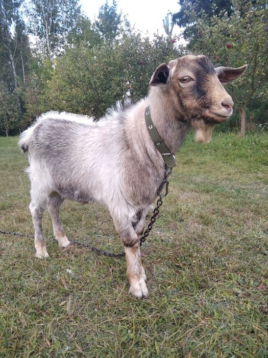 Племінний, "безрогий", молодий цап.