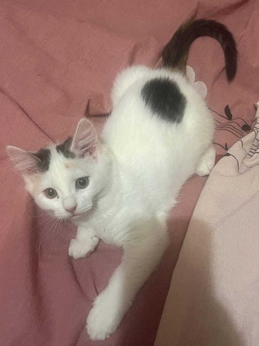 Отдам игривого котенка в добрые руки