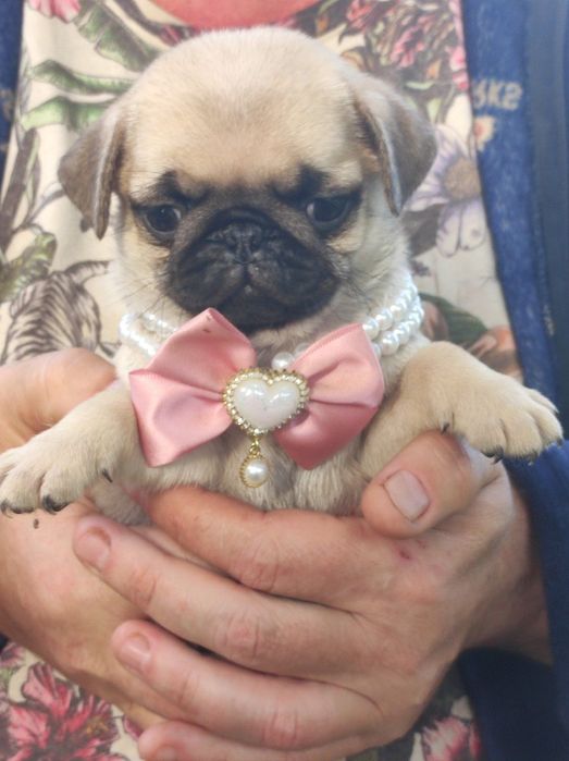 Милая девочка мопс ищет новый дом