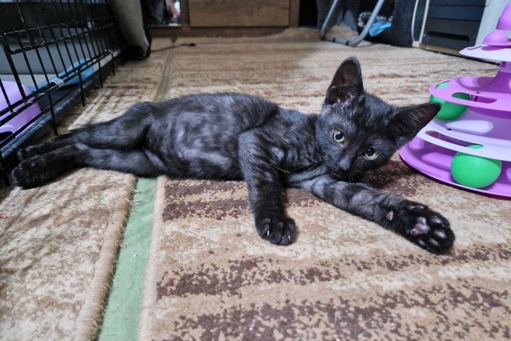 mały, wyjatkowy kociak - Dzióbek do adopcji
