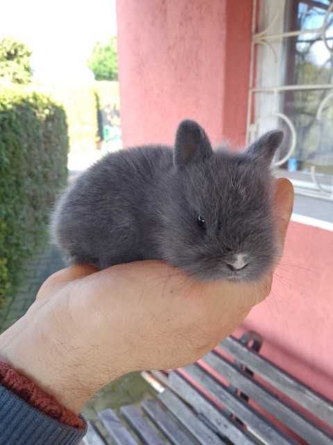 króliki miniaturki niebieskie (kolor kota brytyjskiego) oraz karzełki