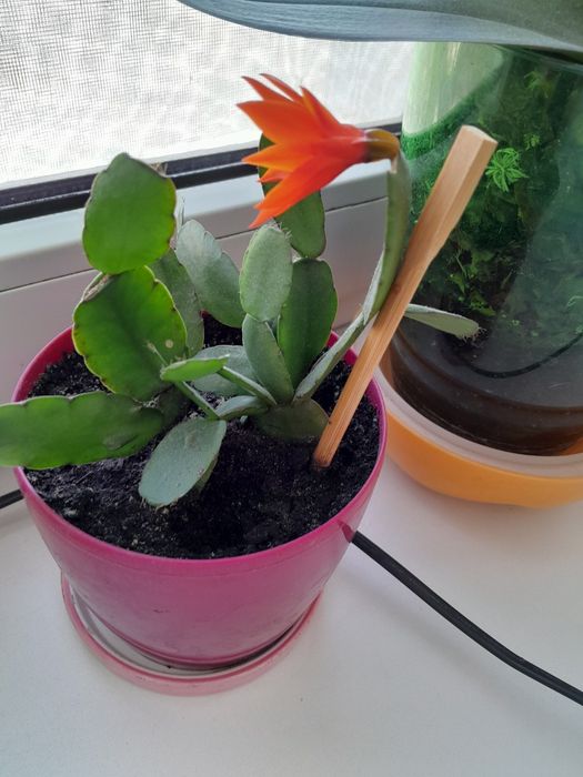 Спатефиллиум (женское счастье)