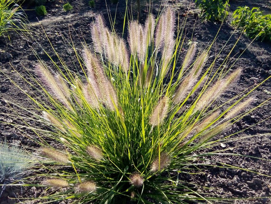 Многолетнее, декоративное растение.