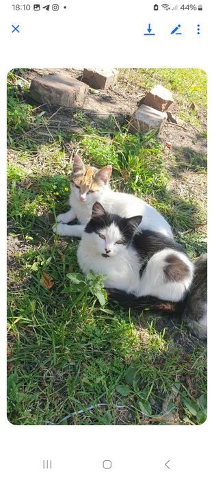 Шукаємо добрі руки для милих та ніжних котиків!!!