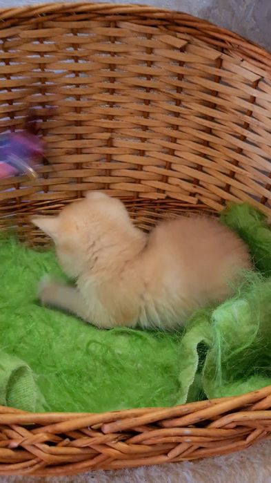 Яркая девочка шиншилла ny12