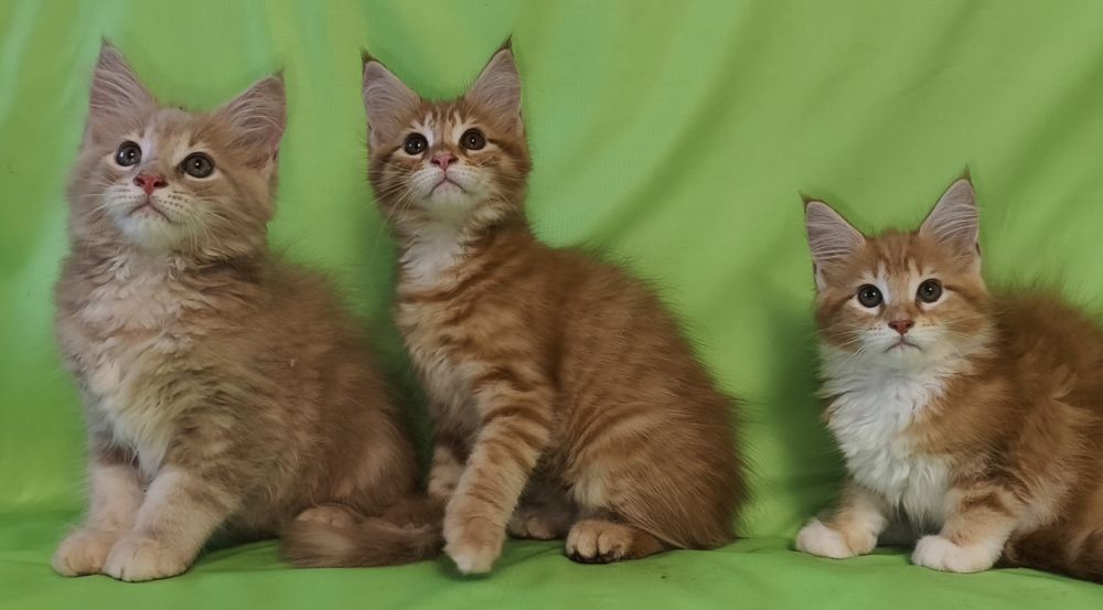 Котята породы Мейн Кун.
