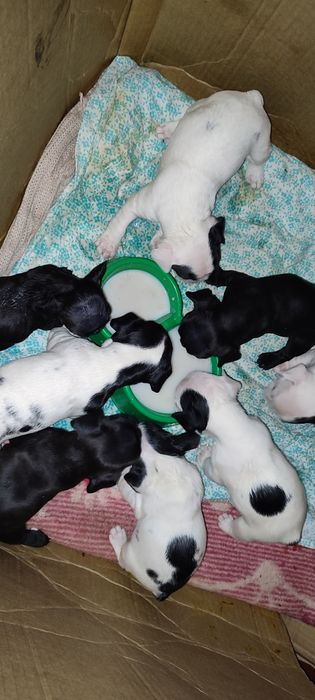 Французский бульдог для вязки