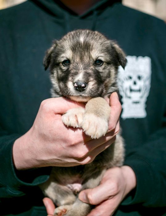 Цуценята шукають дім