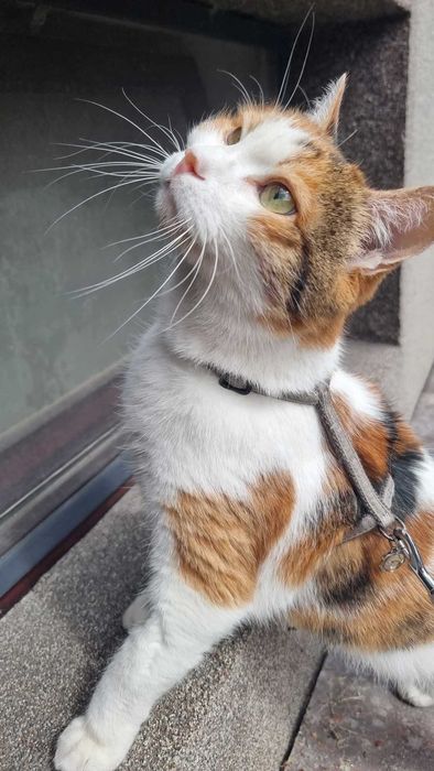 Atena dojrzała trikolorka, wyrwana z piekła szuka pilnie domu