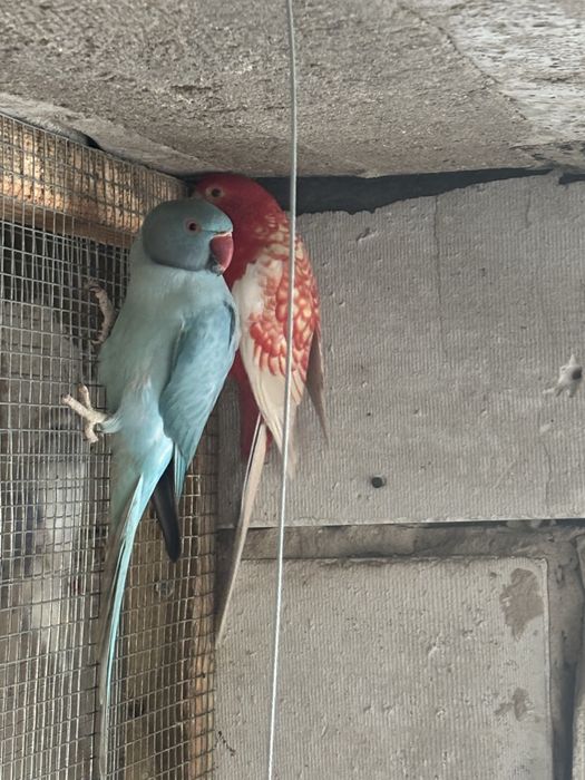 Aleksandretta aleksandretty