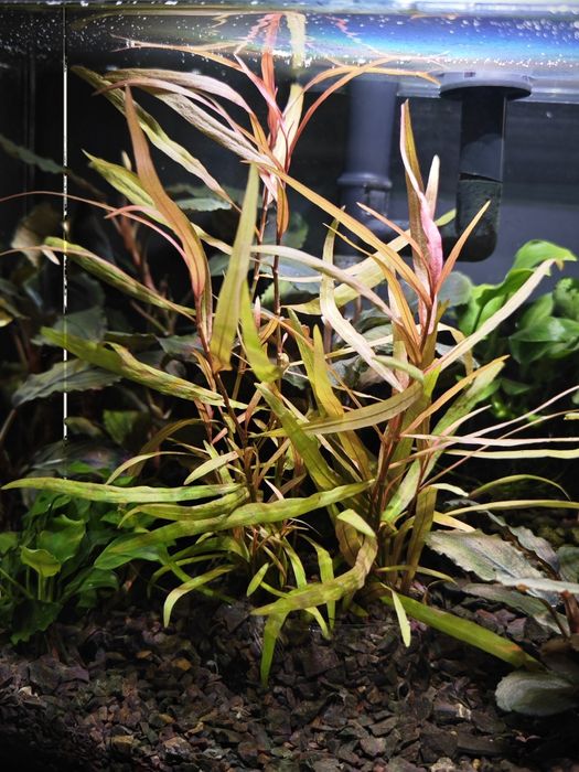 Аквариумна рослина Полігоніум.