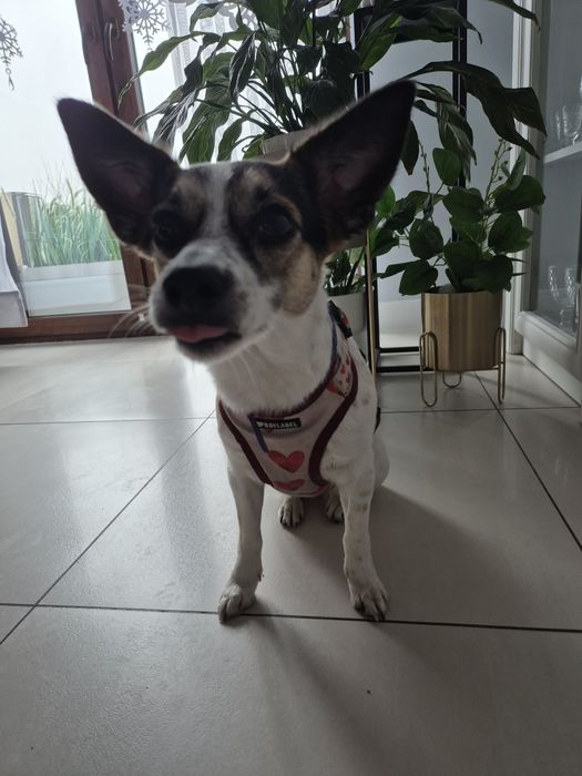 Młodziutka Psotka do adopcji.