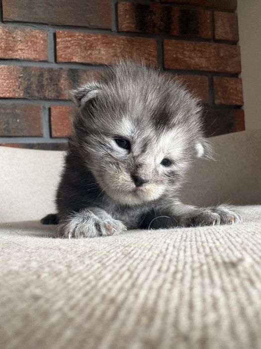 Kocurek Oreo Maine coon