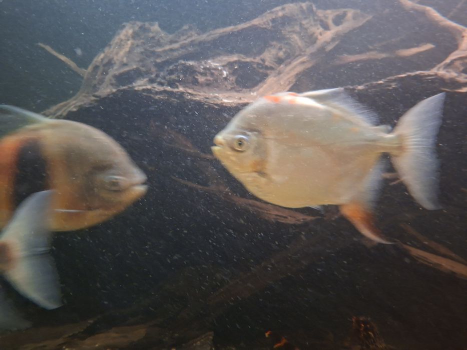 Ryba płaskobok myloplus rubriprinnis