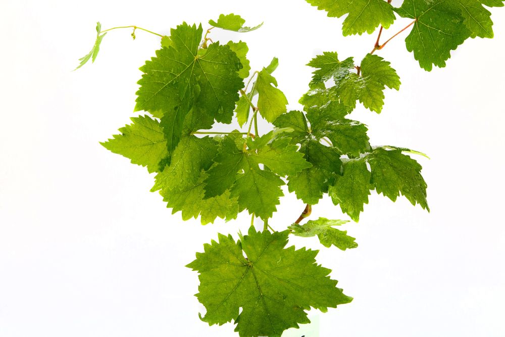 Videiras Enxertadas Uvas de Mesa