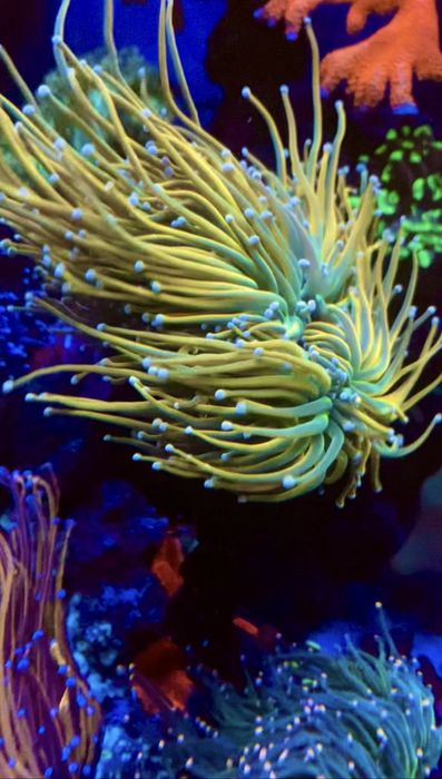 Морские кораллы