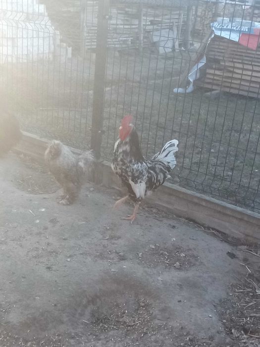 Zwierzęta Koguta silka