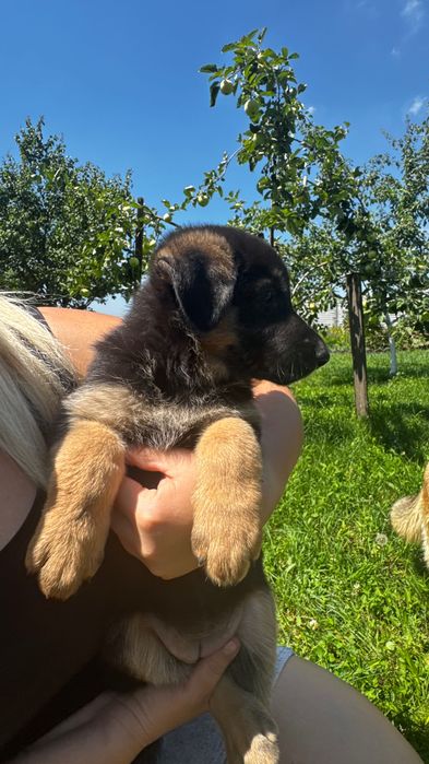 Цуценята Німецької вівчарки