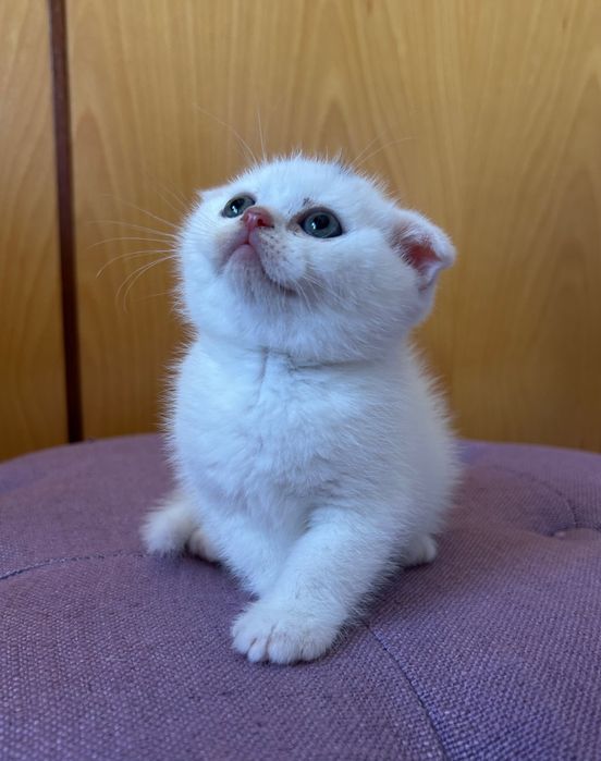 Gatinho Scottish Fold