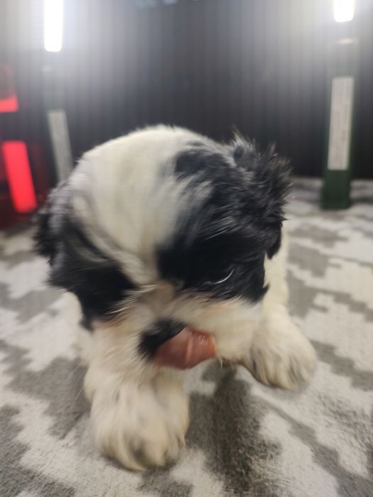 Shih tzu Tri-color  chłopczyk.