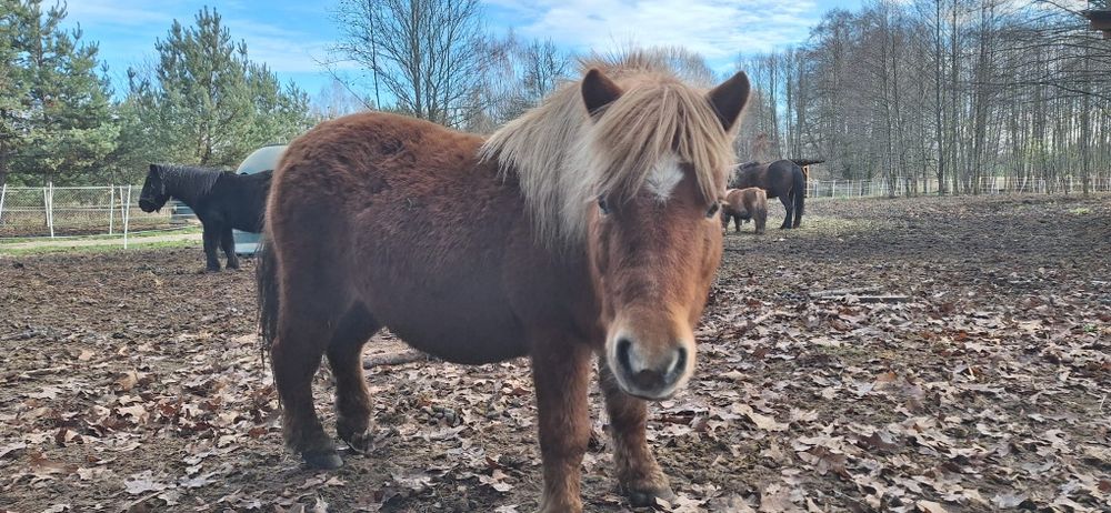 Kasztanka do adopcji