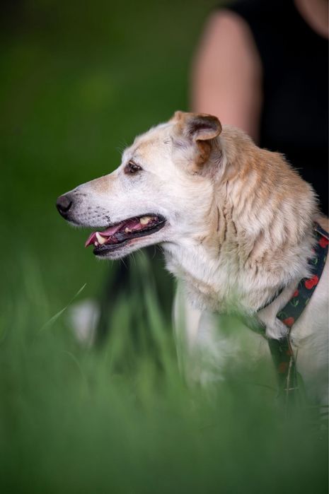 Cheerios szuka domu!