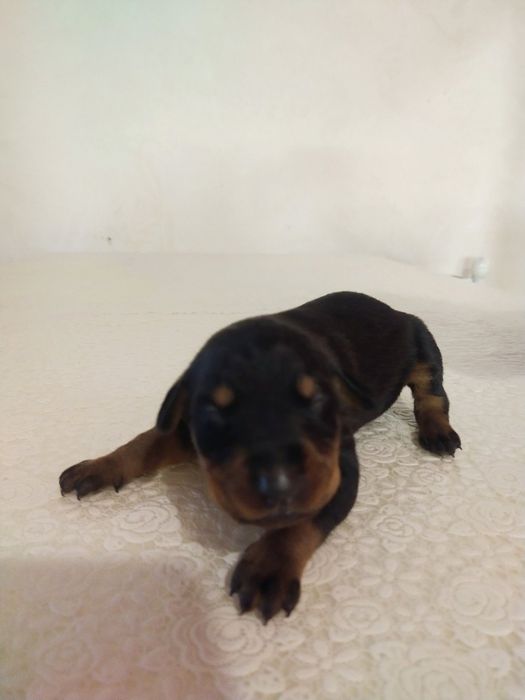 Приймаємо бронювання на цуценят породи ДОБЕРМАН, зявилися 07.11.2024.