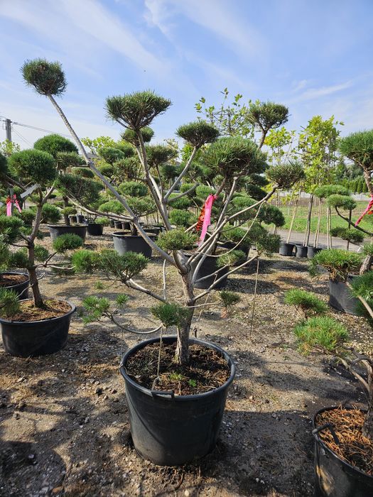 Sosna bonsai norks typ