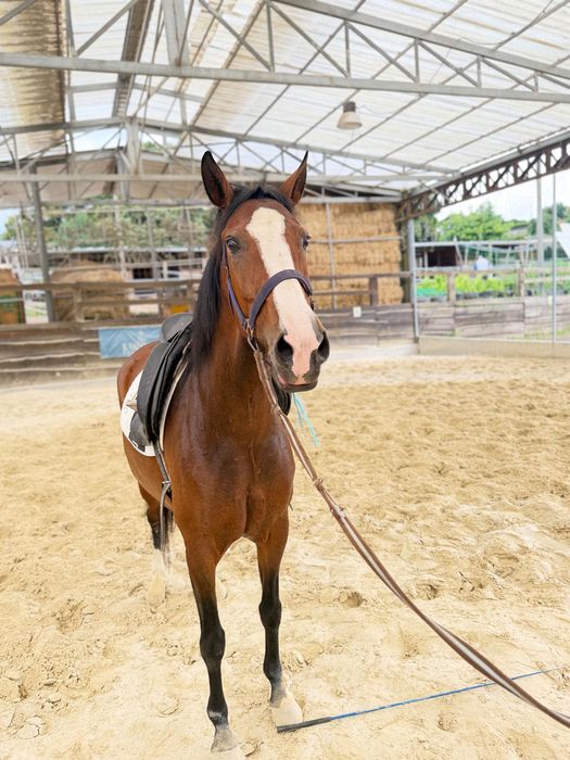 Cavalo PSL 3 anos