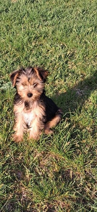 Yorkshire Terrier