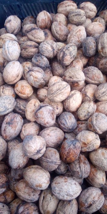 Орех грецький  20грн кг