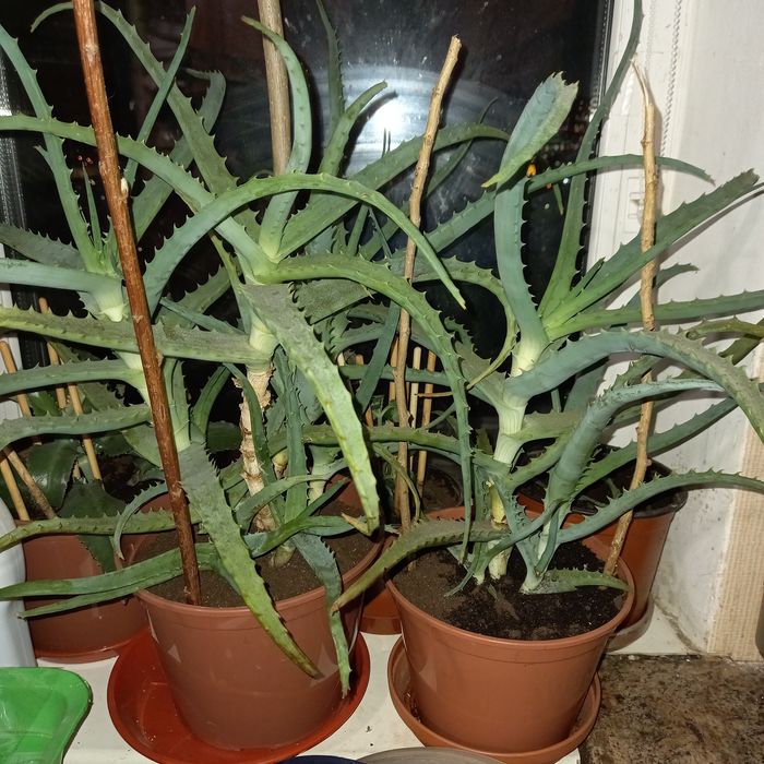 Алое, 3 года, ноябрь 2021