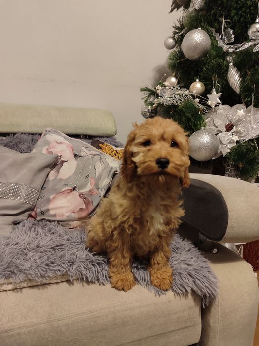 Szczeniak cockapoo