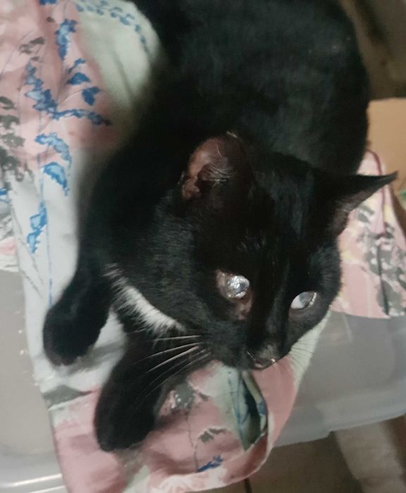 Bazylek kocurek do adopcji