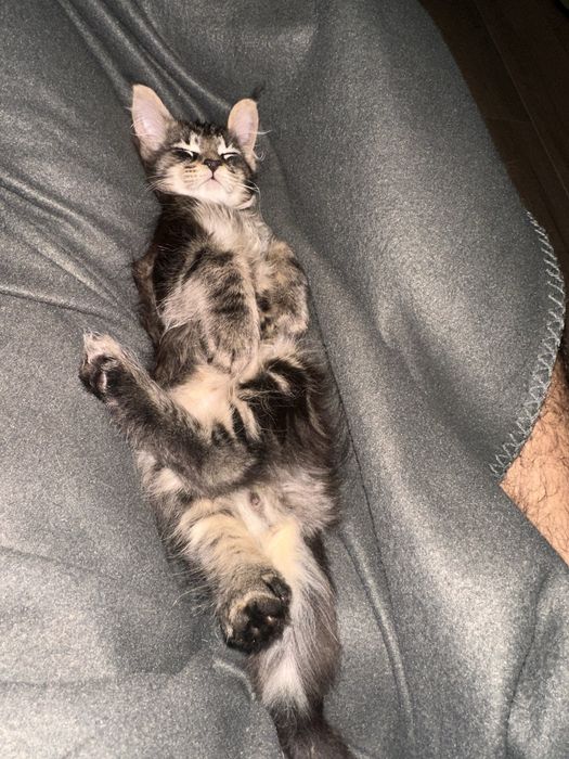 Мейн кун дівчинка