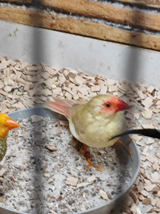 Astryld Trzcinowy 2025 samiec