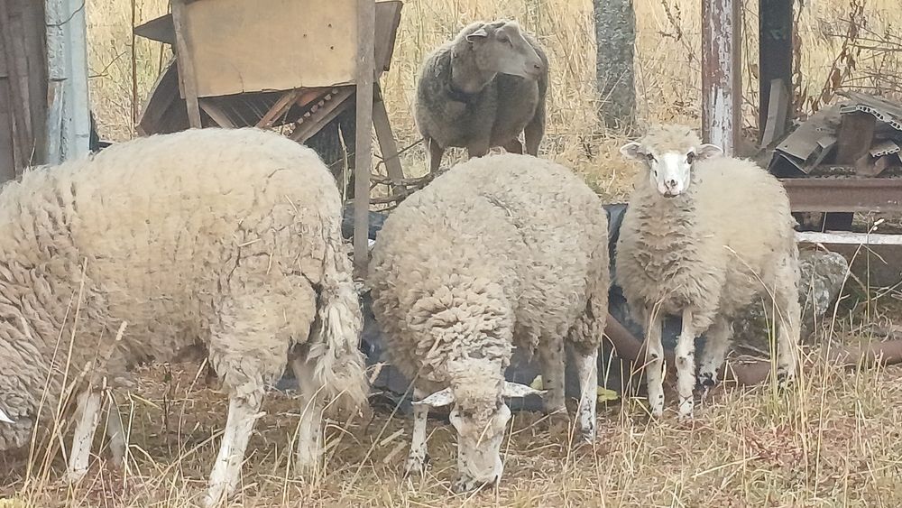 Ovelhas para Venda
