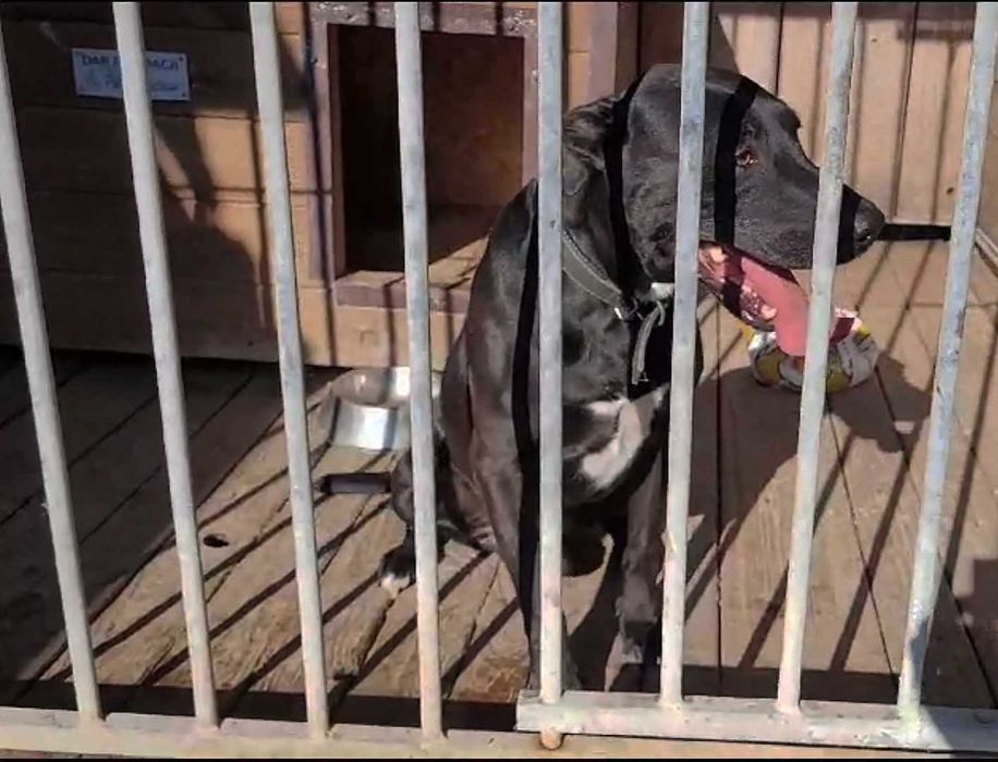 2-Letni łagodny BULI ! Przywiązany do drzewa w lesie !