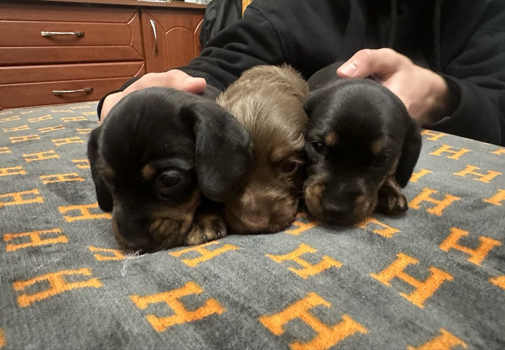 Такса Стандартна